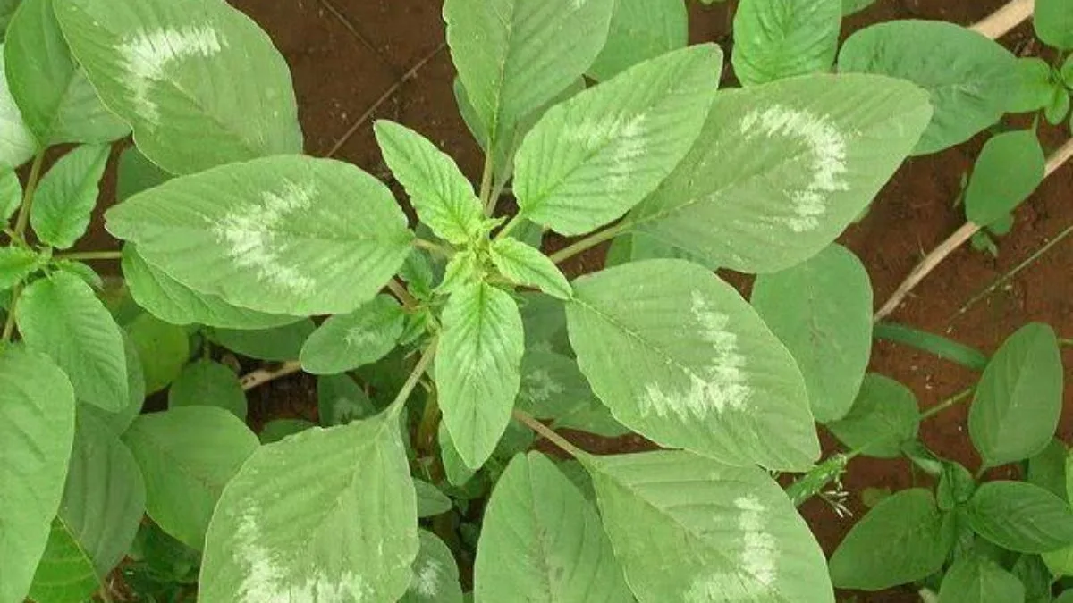 caruru