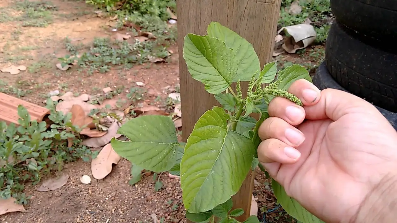 chá de caruru
