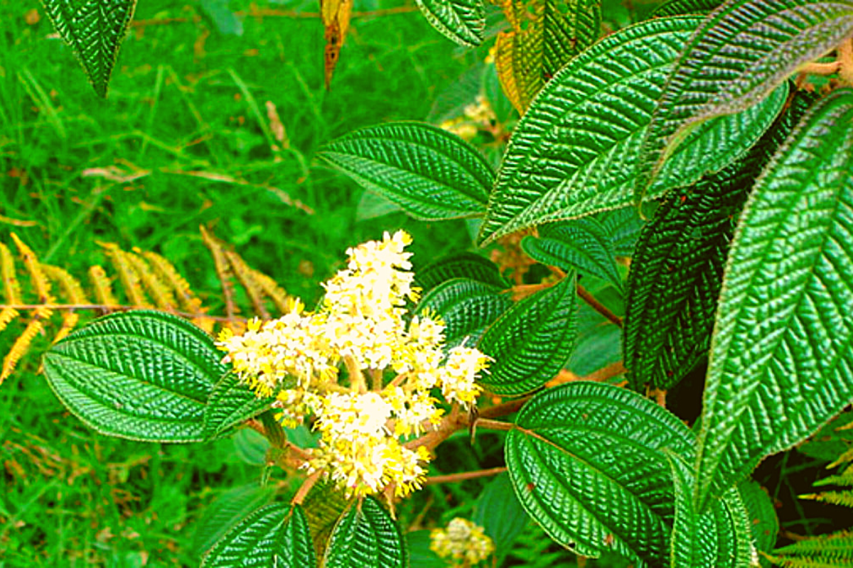 chá de canela de velho