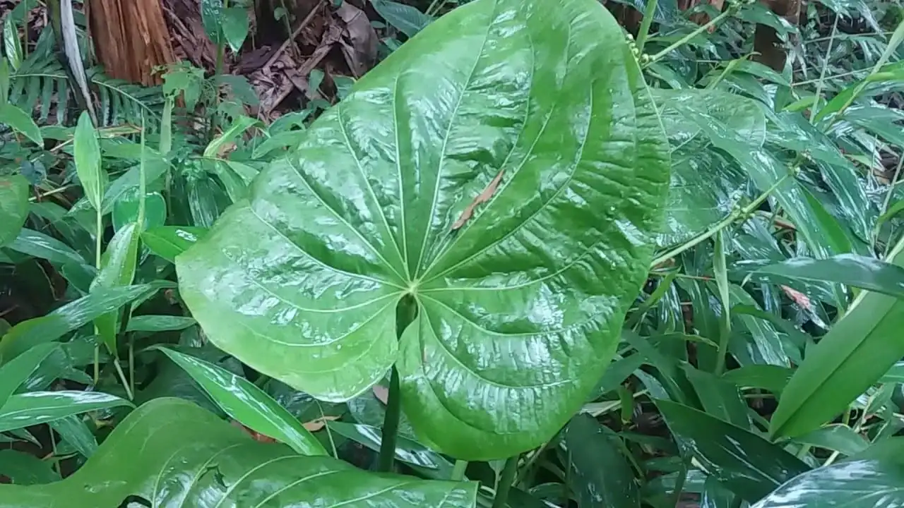 chapéu de couro