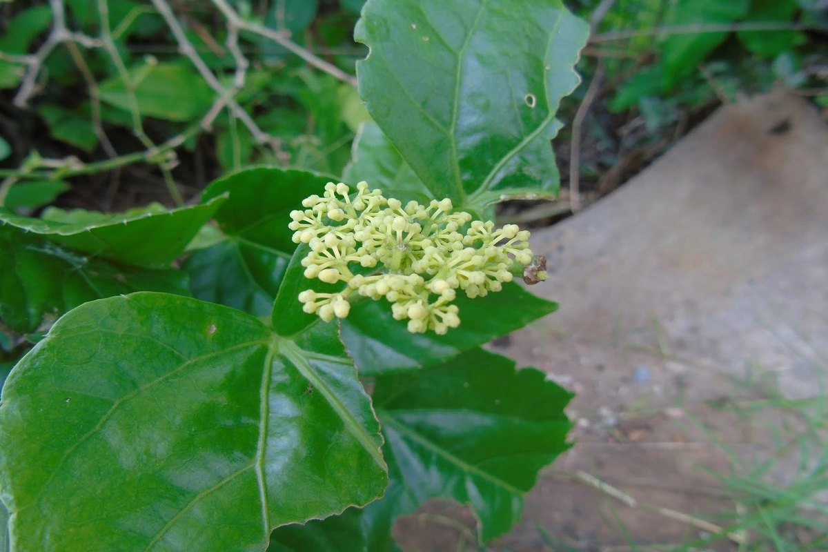 insulina vegetal