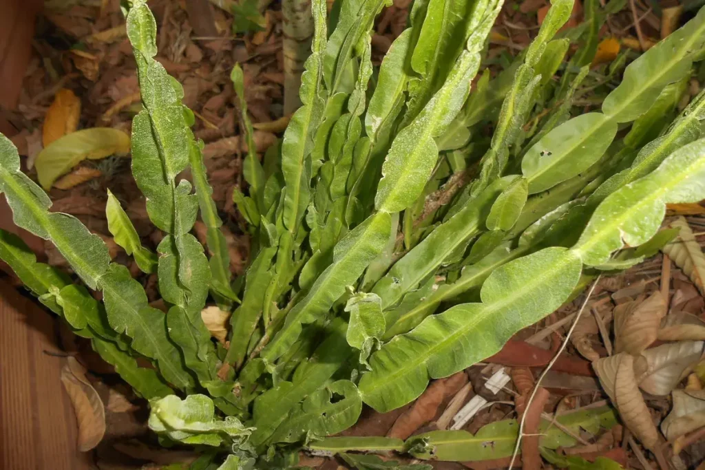 carqueja