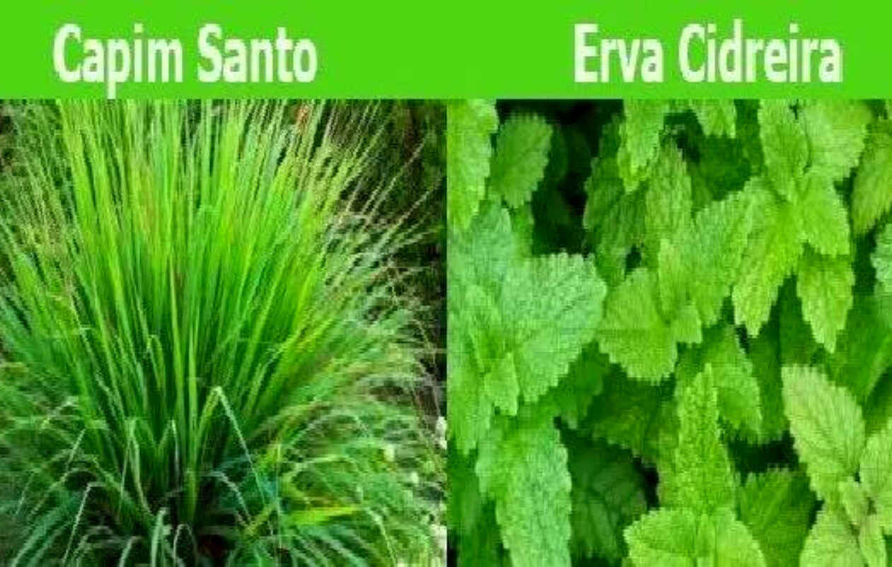 Limpa os Pulmões, Aumenta a Imunidade, Combate Dores, Gripes, Viroses.