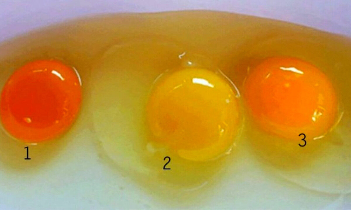 Um desses três ovos é o mais saudável e a diferença entre eles é fundamental para a saúde