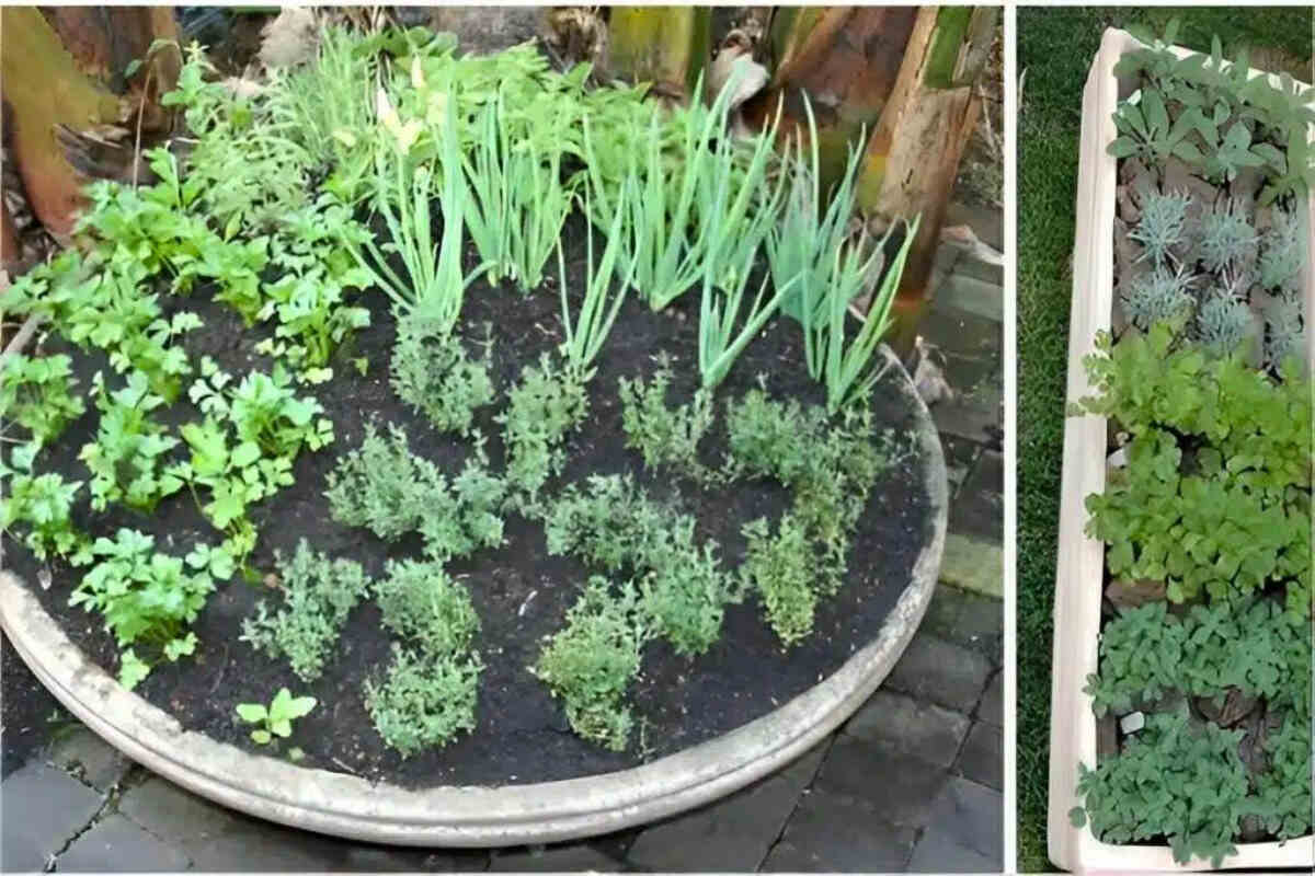Como plantar temperos em vasos