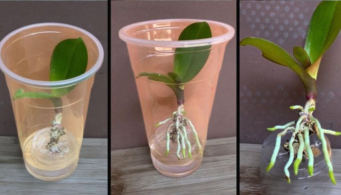 Como Fazer uma Orquídea Florescer