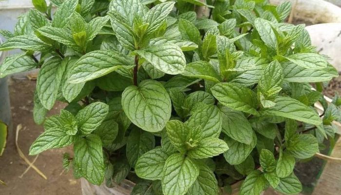 Como Plantar Hortelã em Casa