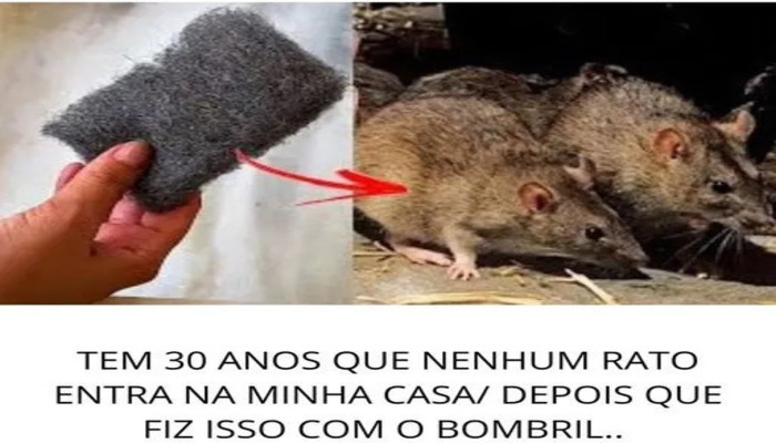 30 Anos sem Rato na minha casa depois que fiz isso com bombril
