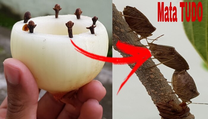 Cebola Aromática com Cravos