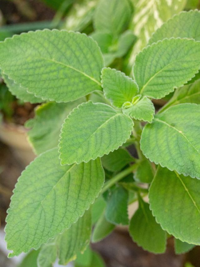 Anti-inflamatório Natural