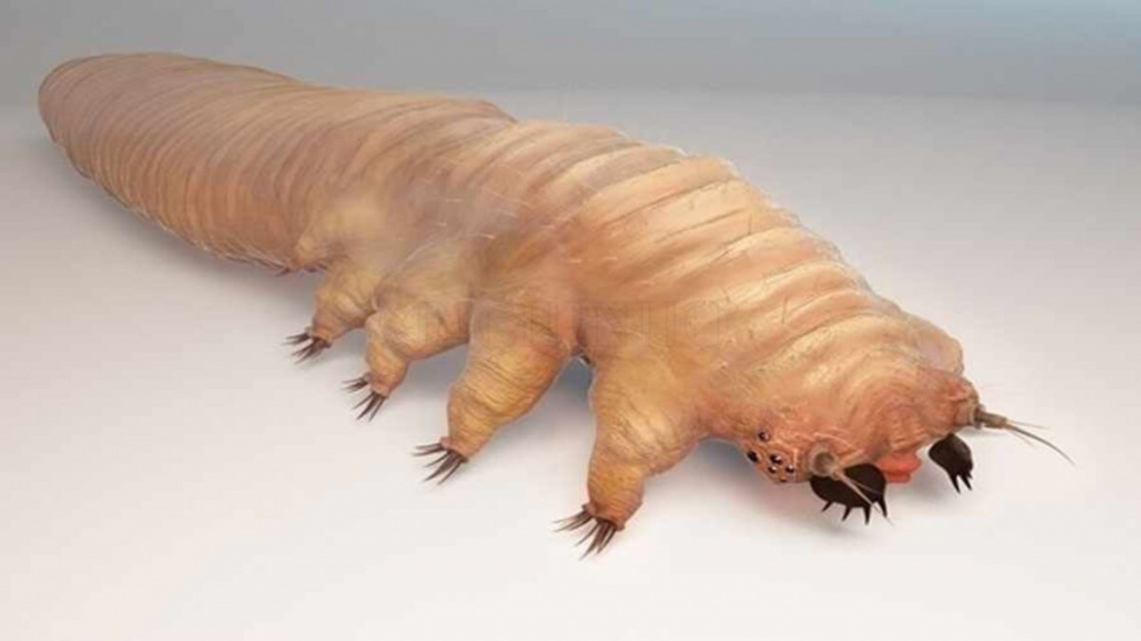 Demodex